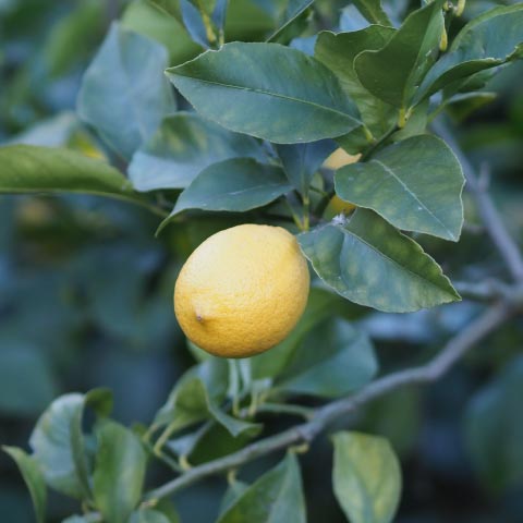 清見オレンジ