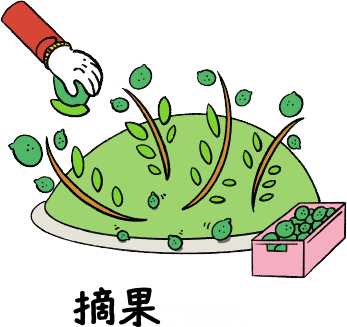 摘果