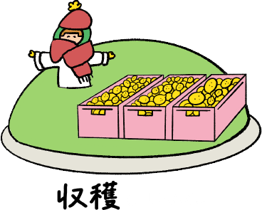 収穫